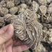 Crystal Rough 1pc raw Crystals Quartz Rough Desert Rose Stone Original Crystals - Buy Online on GoSupps.com