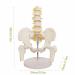 Bendable Lumbar Spine & Pelvic Bone Model - Adult Life Size PVC with Muscle Structures | Medical Organ Model for Anatomy Studies - Buy Online on GoSupps.com