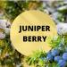 Black Canyon Juniper Berry Scented Body Spray with Jojoba Oil 1 Gal (2 Pack) - Buy Online on GoSupps.com