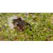 DuckWeed - 1 Large TableSpoon (70 Grams) - tortoise food - Buy Online on GoSupps.com