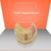 Denture Repair Resin - Medical Training Aid for Dental Education & Planting Training - Buy Online on GoSupps.com