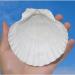 6PCS Large Scallop Shells Crafts - 4''-5'' | DIY Painting, Baking, Beach Wedding Decoration - Buy Online on GoSupps.com