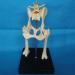 Dog Hip Joint Skeleton Medical Model Veterinary Teaching Demonstration Dog Hip Model Dog Skeleton Animal Pet Veterinary Medical Veterinary Teaching Animal Model - Buy Online on GoSupps.com