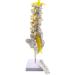 Human Spine Model - 1:1 Life Size Life Size Lumbar Spine Anatomical Model Lumbar Spine Model with Sacrum and Spinal Nerves for Osteopath Office and Student Study - Buy Online on GoSupps.com