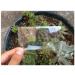 FUCAS Lot of 12 Credit Card Sized Magnifying Lenses. Wholesale Lot - 300% Fresnel Magnifier - Buy Online on GoSupps.com