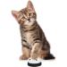Slowton Dog Rim - 2-Piece Non-Slip Cat Bells & Puppy Toy Doorbell with Paw Print Button | Pet Intelligence Toys - Buy Online on GoSupps.com
