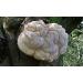 Organic Lions Mane Mushroom Coffee | 250G | Ground Organic Arabica Beans - Buy Online on GoSupps.com