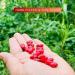 Buy Kajal Red Kidney Dry Beans - 100% Natural Premium Quality 2kg Pack - International Shipping Available - Buy Online on GoSupps.com
