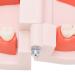 Teeth Model - Anti-Yellow Denture Model for Hospitals & Kindergartens | Shop Internationally - Buy Online on GoSupps.com