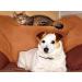 Skin Care for Dogs with Allergies - Omega 3 Fatty ACIDS for Pets - Dogs and Cats - Premium Health - Omega 3 for Dogs Capsule - 180 Softgels (1 Bottle) - Buy Online on GoSupps.com