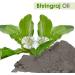 Bhringraj Essential Oil 100% Natural - Cold Pressed Aromatherapy Oil - 50ml - Buy Online on GoSupps.com