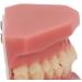 Teeth Demonstration Model - Orthodontic Mouth Training Reusable 28 Tooth Simulation for Dental Professionals & Hospitals - Buy Online on GoSupps.com