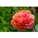 Buy Hua Xian Zi Moss Rose Seeds - 10 000+ Mixed Colors - Portulaca Grandiflora - Fresh International Shipping - Buy Online on GoSupps.com