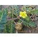 Tribulus Terrestris whole 100g organic Gokhur Punctur vine Gokharu Land Caltrops Bethu Bhakhra Bullhead Burnut Burra gookeron Calthrop Bhakra - Buy Online on GoSupps.com
