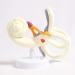 Labyrinth of Inner Ear Semicircular Canal Zoom in Model Cochlear Ossicle Ear Anatomical Model Human Otology - Buy Online on GoSupps.com