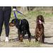 Police style dog training lead 6ft Multiple colours (Blue) - Buy Online on GoSupps.com