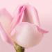 Nuxe Lait Demaquillant Comfort Rose Petals Cleanser - Buy Online on GoSupps.com