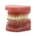Dental Teeth Orthodontic Demonstration Model Demonstration Orthodontic Model Teeth Teach Study Tools with Metal Bracket