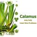 Calamus (Acorus Calamus) Essential Oil 100% Pure & Natural - Undiluted Uncut Cold Pressed Aromatherapy Premium Oil - Therapeutic Grade - 30 ML Calamus 30 ml (Pack of 1) - Buy Online on GoSupps.com