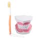 Buy Adult Dental Teeth Model | High-Quality Removable Teaching Model & Toothbrush for Effective Oral Care Education - Buy Online on GoSupps.com