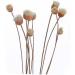 20 Rattan Diffuser Sticks for Essential Oils | Rose Replacement Refills for Home Bedroom Bathroom - Buy Online on GoSupps.com