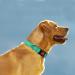 Taglory XL Dog Collar - Soft Padded Neoprene Nylon Adjustable & Reflective Perfect for Training - Turquoise (1-Pack) - Buy Online on GoSupps.com