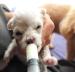 Puppy Syringe Feeder Puppy Nursing Bottle Kit Original Nipple with Syringe Feeding Needle Tubing for Kitten Squirrels and Other Newborn Pets(16 Pack) - Buy Online on GoSupps.com