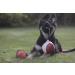 Dingo Gear Soft Real Leaderball with Handle - 11 cm Dog Toy for Retrieving & Rewarding | International Shipping - Buy Online on GoSupps.com