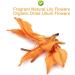 PlantGift Fragrant Natural Lily Flowers 35G/1.23oz Organic Dried Lilium Flowers Health Tea Chinese Lily Tea - Buy Online on GoSupps.com