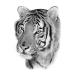 Lion Tiger Wolf Half Arm Sleeve Temporary Tattoo Sticker for Men - Pack of 20 Sheets - Buy Online on GoSupps.com