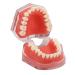 Gingiva Model for Dental Education Removable Teeth Soft Oral Teaching Aid for Dental Practice