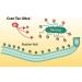 Natural Bladder Cran Tec Ultra 60 Capsules - Relief for Urinary Health - Buy Online on GoSupps.com