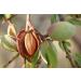 Bio Premium Almondmus Brown - Roasted Almond Butter 1kg | No Sugar No Additives Palm Oil-Free Nut Puree - Buy Online on GoSupps.com