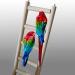 BlueMoo Wooden Pet Ladder Cage Toys for Parrot Bird Budgie Rodent Hamster Mouse Gerbil - Buy Online on GoSupps.com