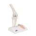 Buy 3B Scientific A85/1 Mini Knee Joint | Cross Section Bone Model | International Shipping | 3B Smart Anatomy - Buy Online on GoSupps.com
