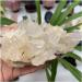 Natural Crystal Rough Stone Crafts Natural Calcite on Quartz Crystal Cluster Specimen China - Buy Online on GoSupps.com