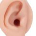 Silicone Ear Model | Flexible & Reusable | Realistic Piercing Practice & Educational Display | Light/Medium Skin Color (Left) - Buy Online on GoSupps.com