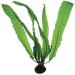 Aponogeton boivinianus Bulb for Planted Aquariums - Buy Online on GoSupps.com