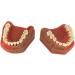 Alternate Display Model Teeth Model Children's Deciduous Denture Model Oral Milk Permanent Teeth Removable Natural - Buy Online on GoSupps.com
