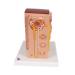 3B Scientific K13 Microanatomy Kidney Model 7.5-Inch Lengthx9.3-Inch Widthx10-Inch Height - Buy Online on GoSupps.com