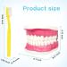 2023 Dental Teeth Care Model with Giant Toothbrush - Adult & Kids Demonstration Teeth Model - Buy Online on GoSupps.com