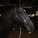 Halter for horse warmblood thoroughbred coldblood stable halter pasture halter 2-way adjustable on chin strap and headpiece safe & tear-resistant (dark blue coldblood) dark blue coldblood
