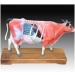 Acupuncture and Moxibustion Model Anatomy Animal Niuniu Diagram Traditional Teaching Organ - Buy Online on GoSupps.com