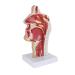Nasopharynx Pathological Display Model Nasal Cavity Oral Cavity Pharynx Larynx Model