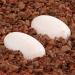 Pangea Hatch Premium Reptile Egg Incubation Substrate (1 lb) 473.18 ml (Pack of 1) - Buy Online on GoSupps.com