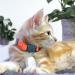 Shop Kittyrama Cats & Kittens Neck Bands - Vogue Featured Vet Approved Breakaway & Hypoallergenic Styles in Tangerine & More! - Buy Online on GoSupps.com