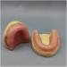 Fhuili dental implant practice model - without gum -distental -or -or -or -or -or -or -or -or -or -so