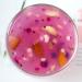Sweet Scented Osmanthus Nut Fruit Lotus Root Soup 350g/can Brewed Nut Lotus Root Soup Nutritious Breakfast Congee Delicious and Convenient Instant Lotus Root Soup (5 can) Potato 5 can - Buy Online on GoSupps.com