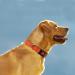 Taglory XL Dog Collar - Soft Padded Neoprene Reflective Nylon for Extra Large Dogs Adjustable & Ideal for Training - Orange - Buy Online on GoSupps.com