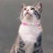 Personalized Reflective Cat Collar 2 Pack - Custom Breakaway with Name Tag & Bell | Anti-Loss Design for Cats 20-28 cm | Pink - Buy Online on GoSupps.com